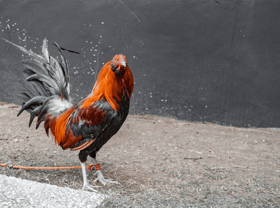 Best Gamefowl Breeds for Sabong Derbies